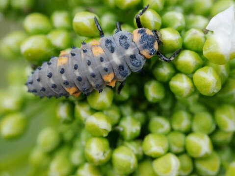 Image of field pennycress