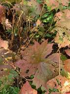 Image of American umbrellaleaf