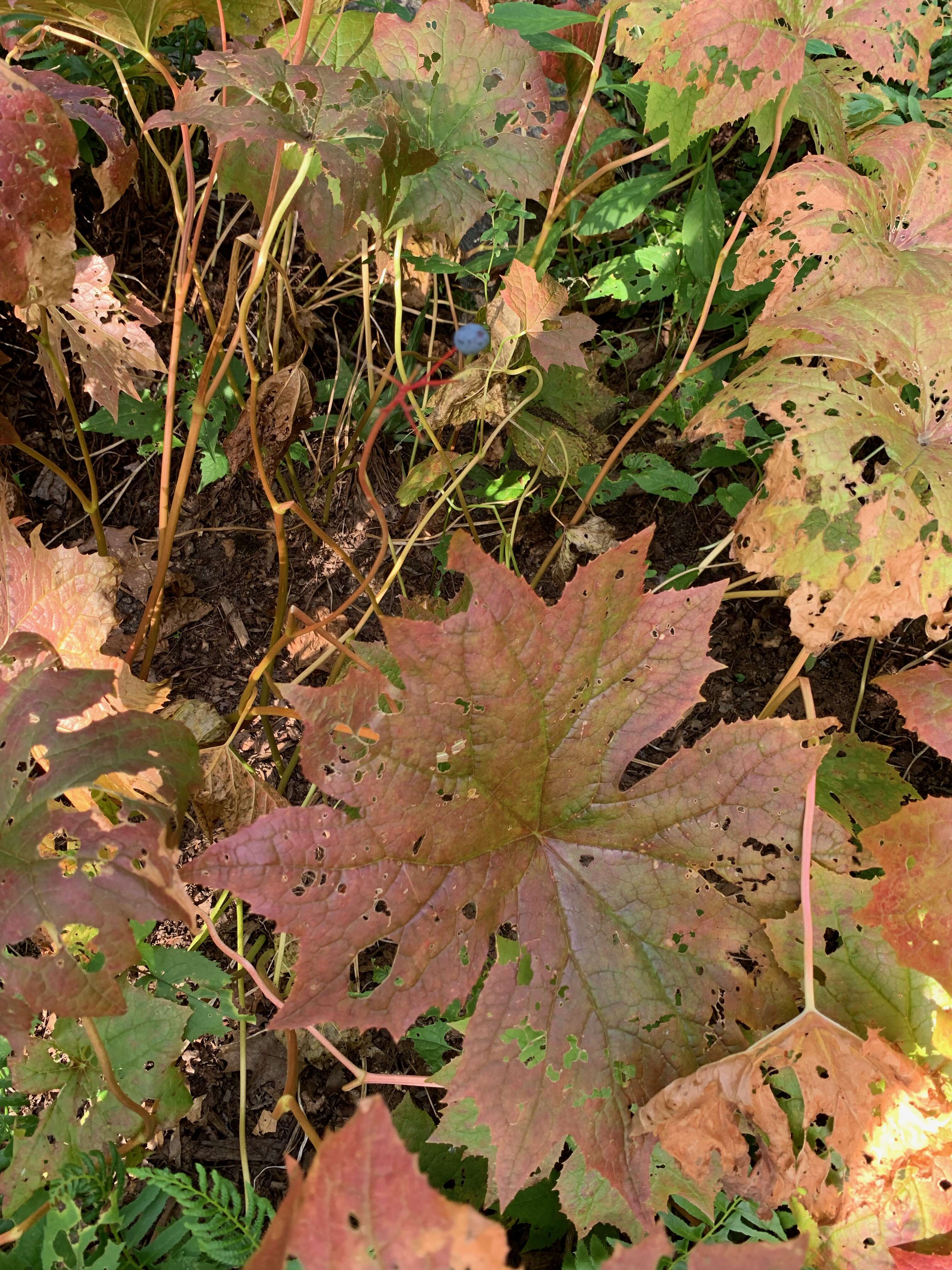 Image of American umbrellaleaf