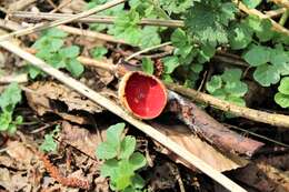 Image of Ruby elfcup