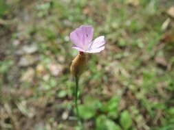 Image of Proliferous Pink