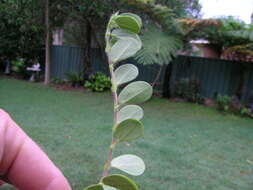 Image of roundleaf sensitive pea