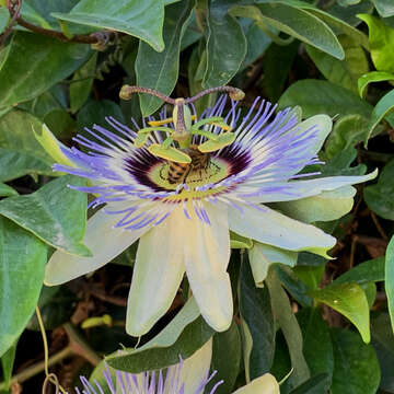 Image de Passiflora caerulea L.