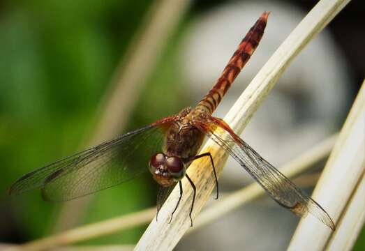 Image of Red-mantled Dragonlet