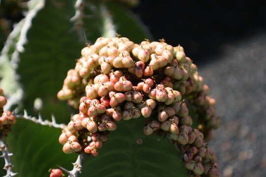 Image of Euphorbia grandialata R. A. Dyer