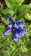 Gentiana asclepiadea L.的圖片