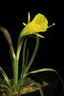 Image of petticoat daffodil