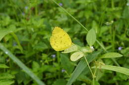 Image of Eurema blanda (Boisduval 1836)