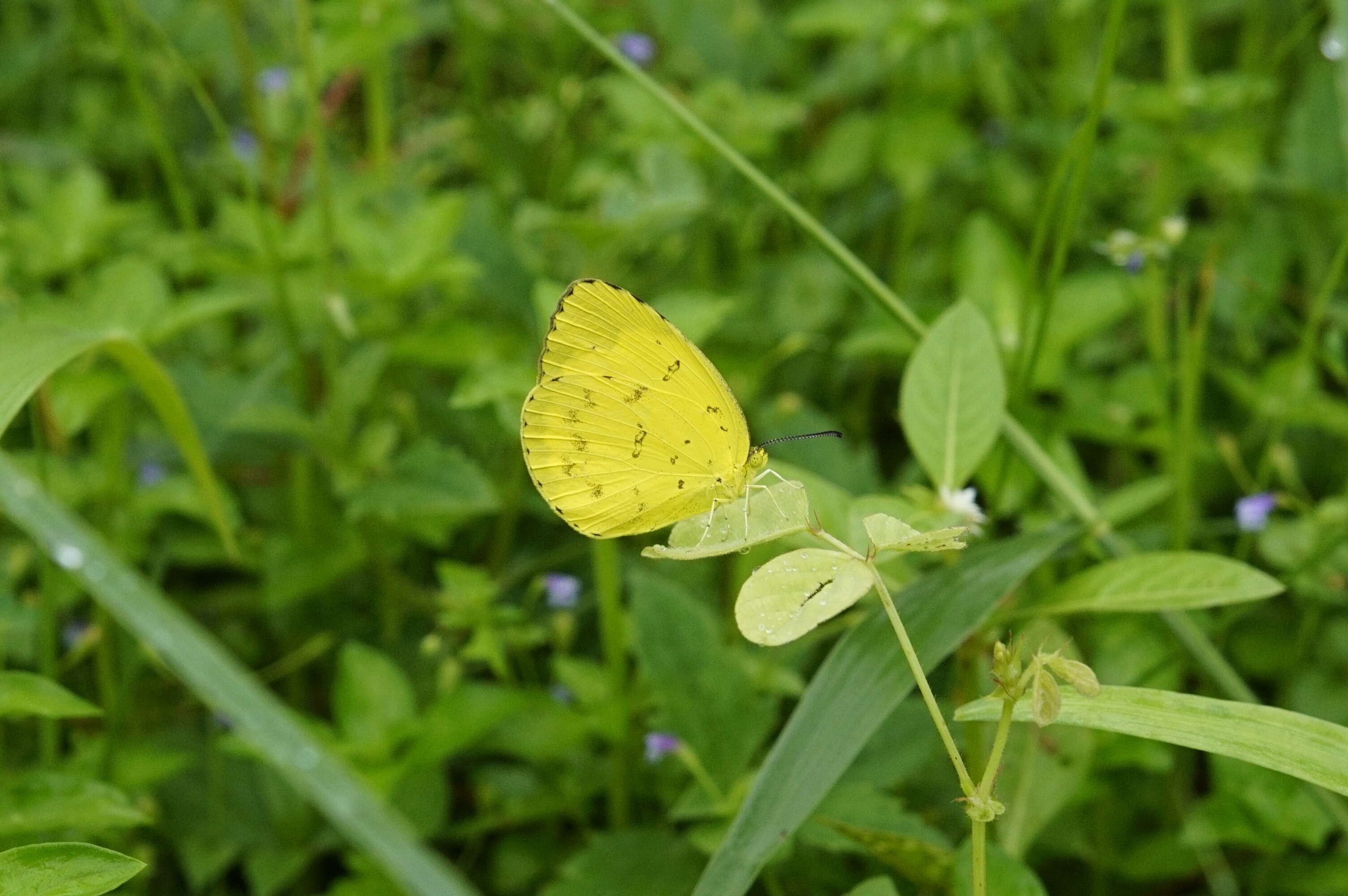 Image of Eurema blanda (Boisduval 1836)