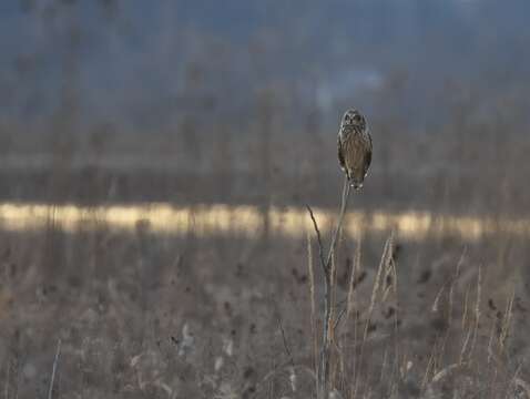 Image de Hibou des marais