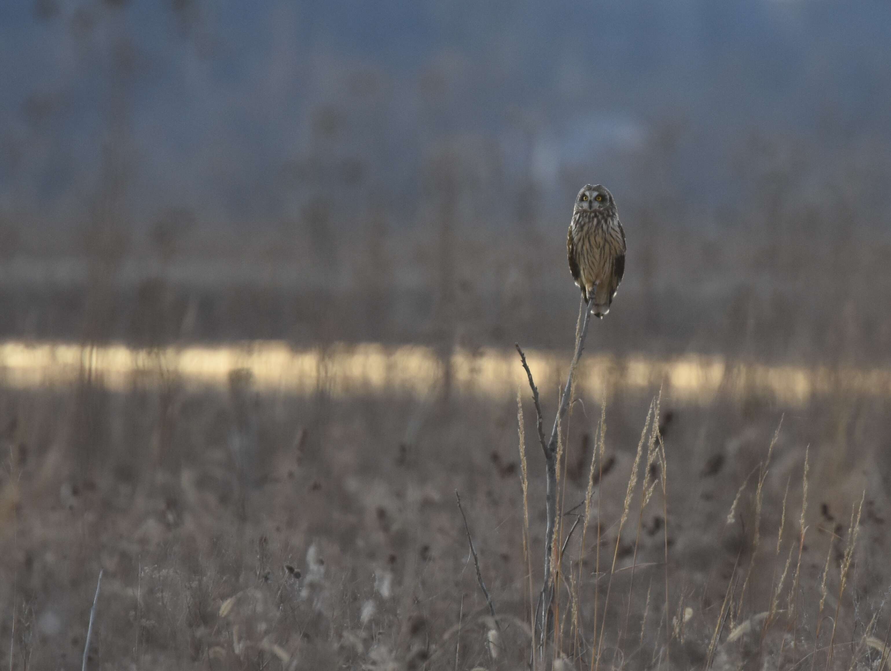 Image de Hibou des marais