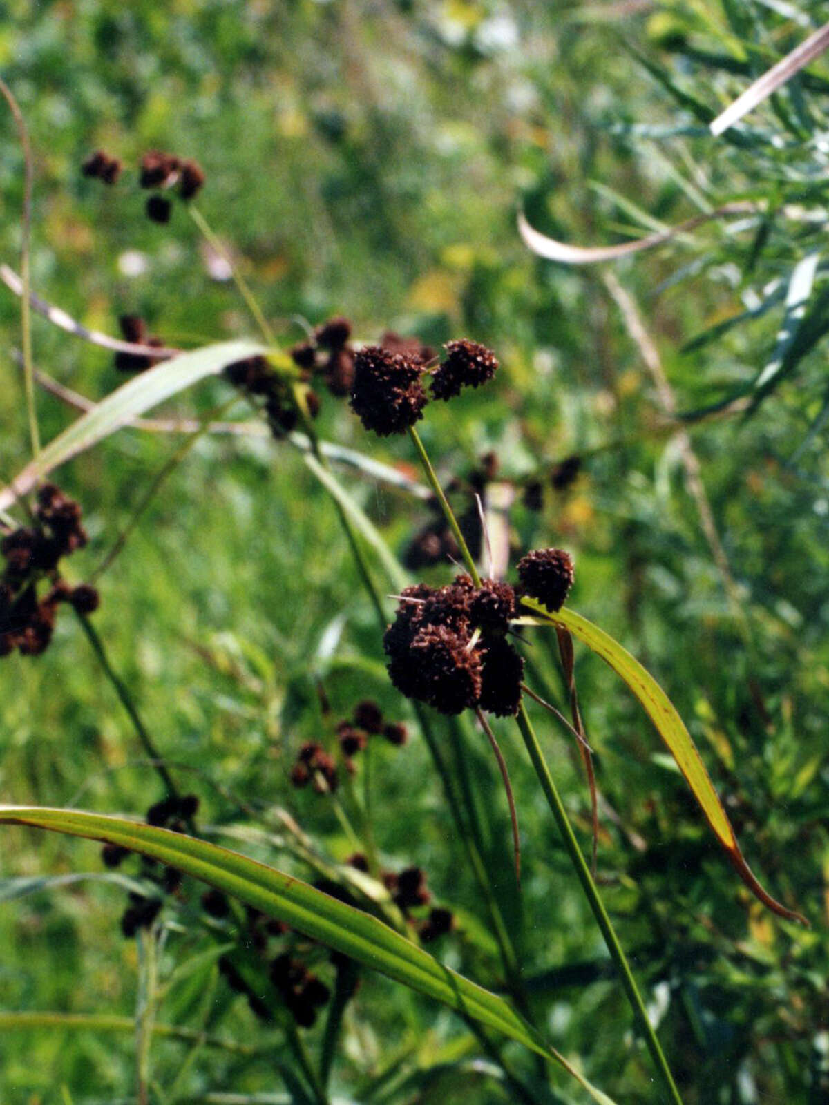 Scirpus atrovirens Willd.的圖片