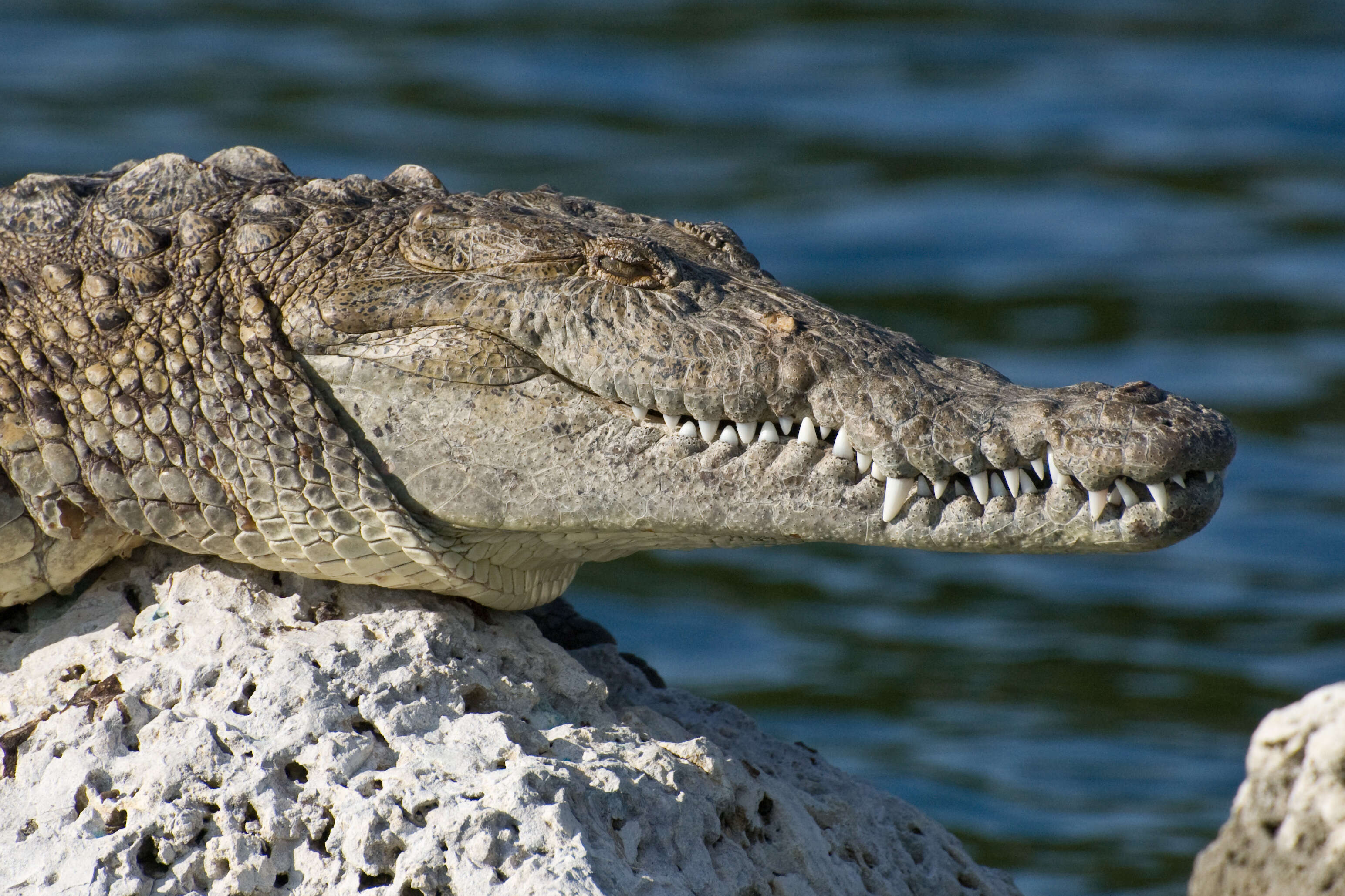 Imagem de Crocodylus acutus (Cuvier 1807)