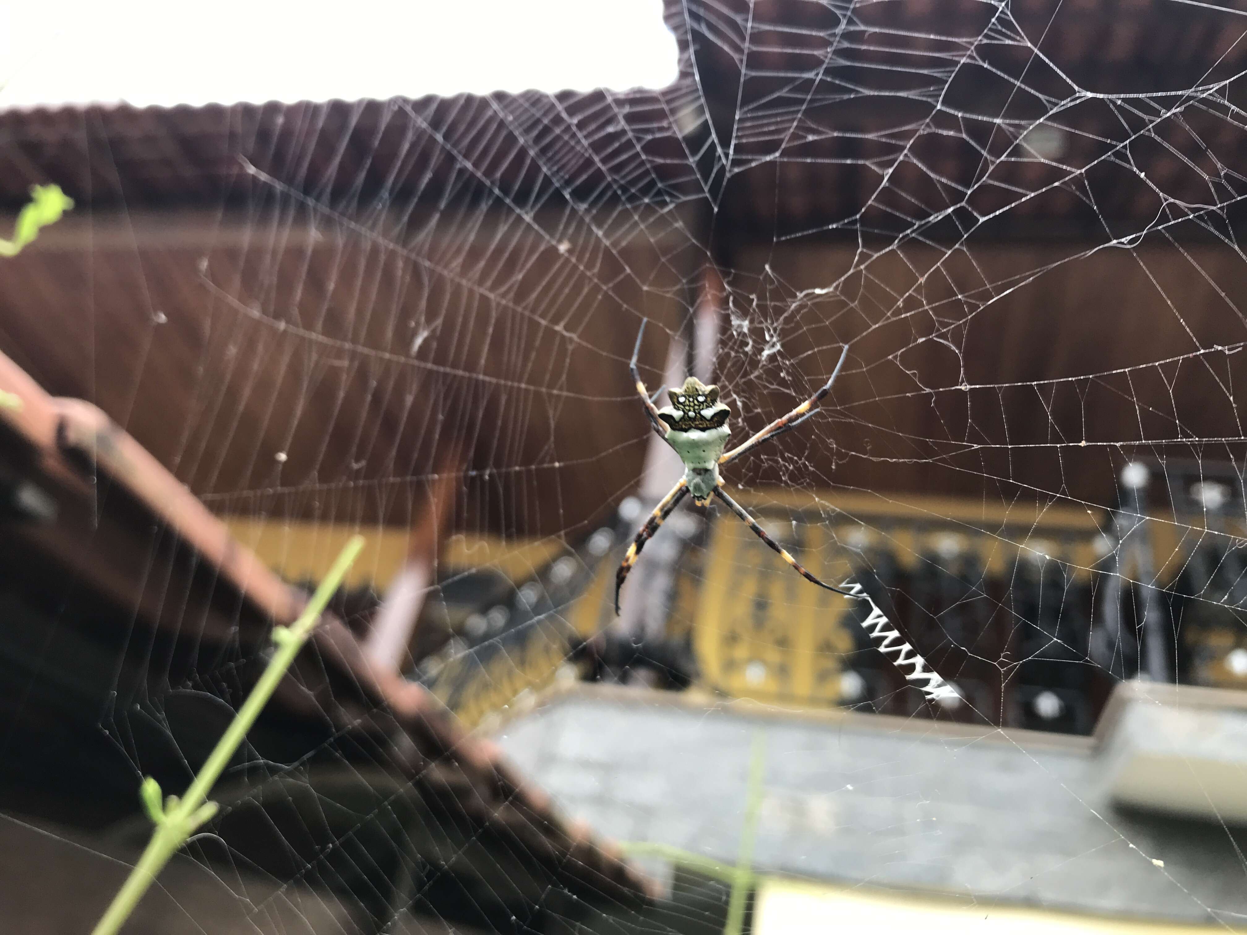 Image of Silver Argiope