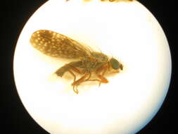 Image of Trupanea denotata Hardy 1980