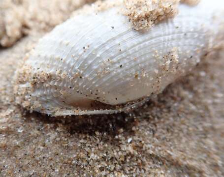 Image of white piddock