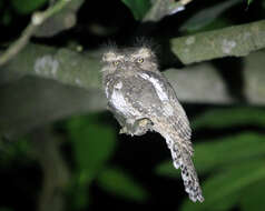 Image of Horsfield's Frogmouth