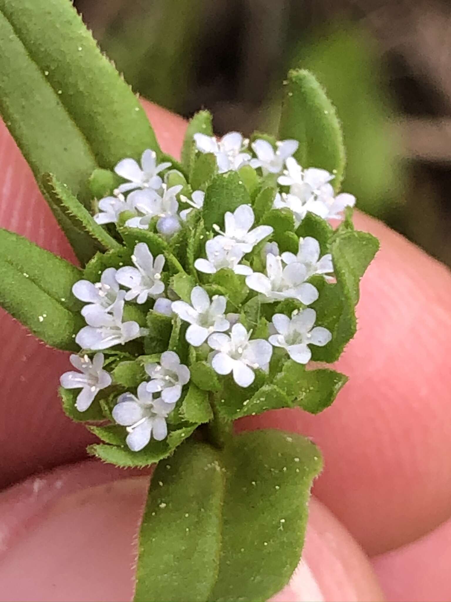 Image of Lewiston cornsalad