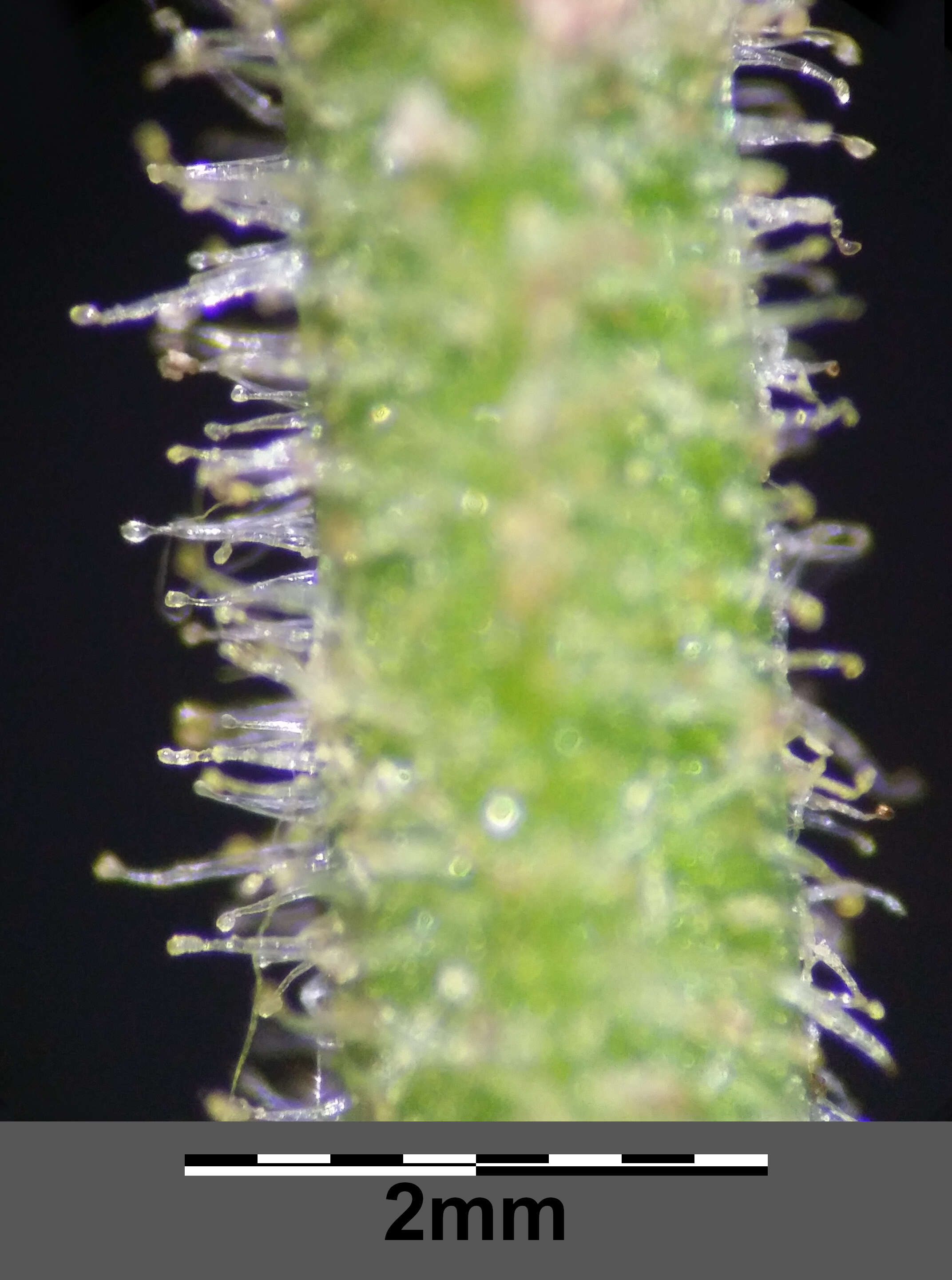 Image of smallflower hawksbeard