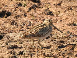 Image of Pin-tailed Snipe