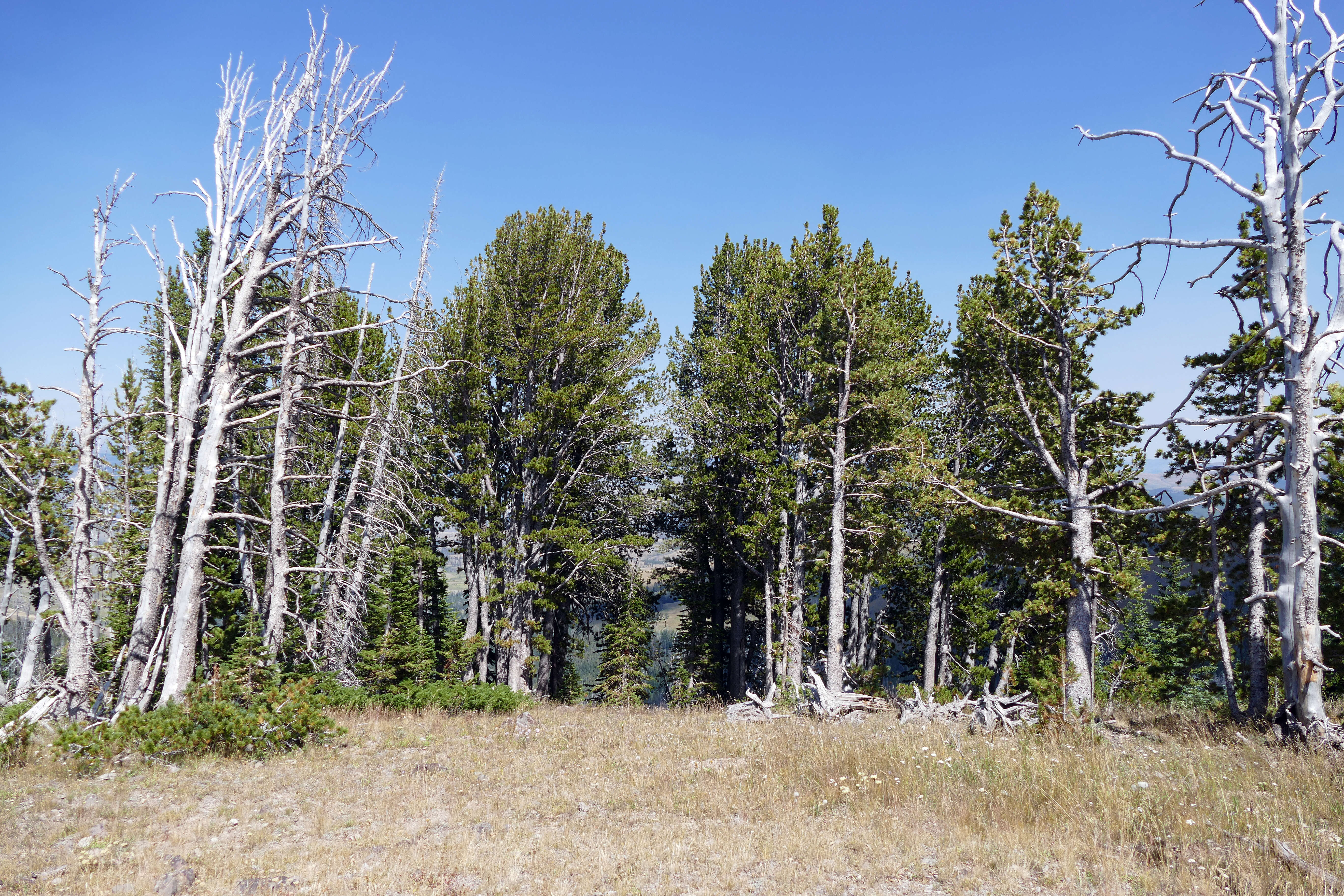 Image of whitebark pine