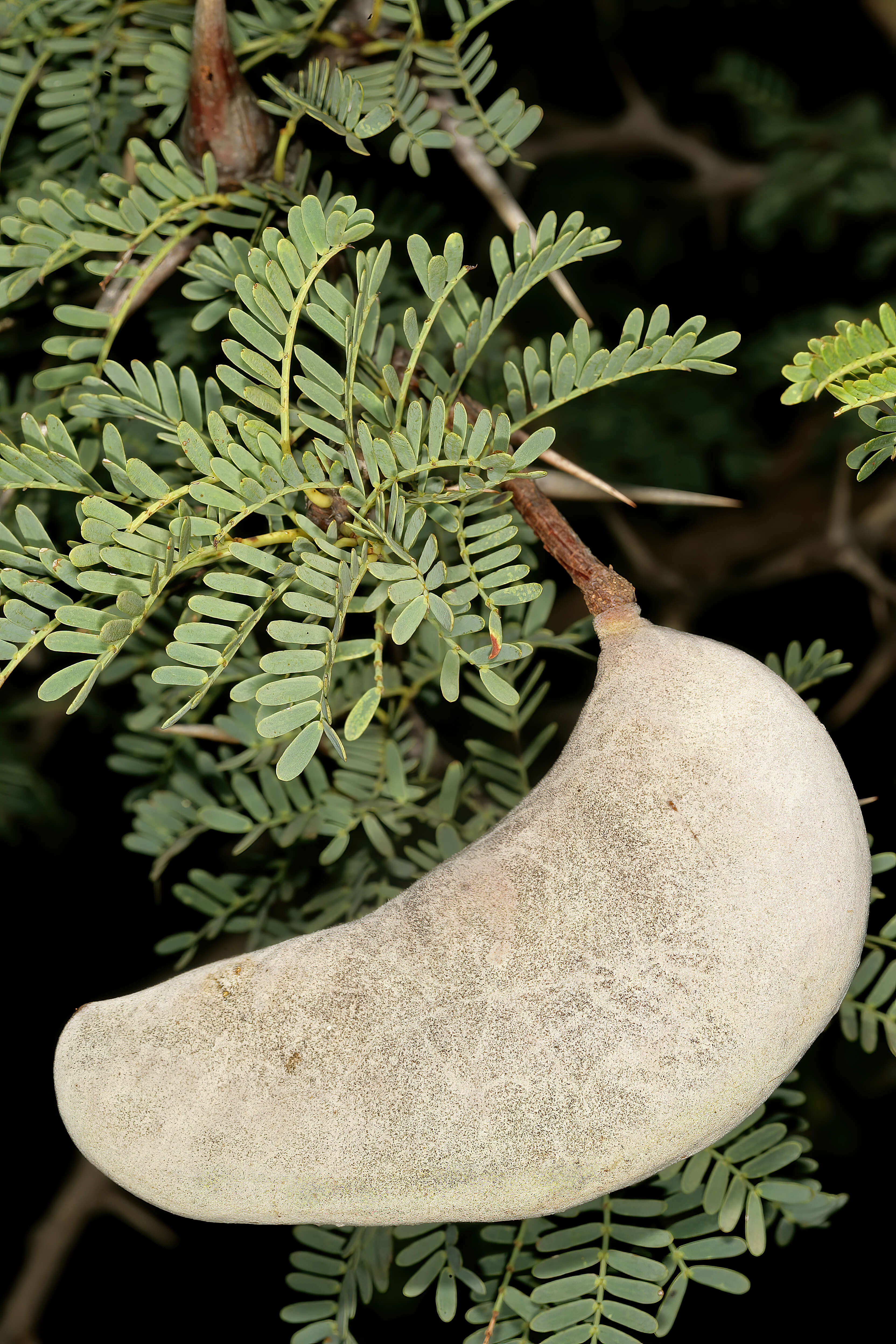 Plancia ëd Vachellia erioloba (E. Mey.) P. J. H. Hurter