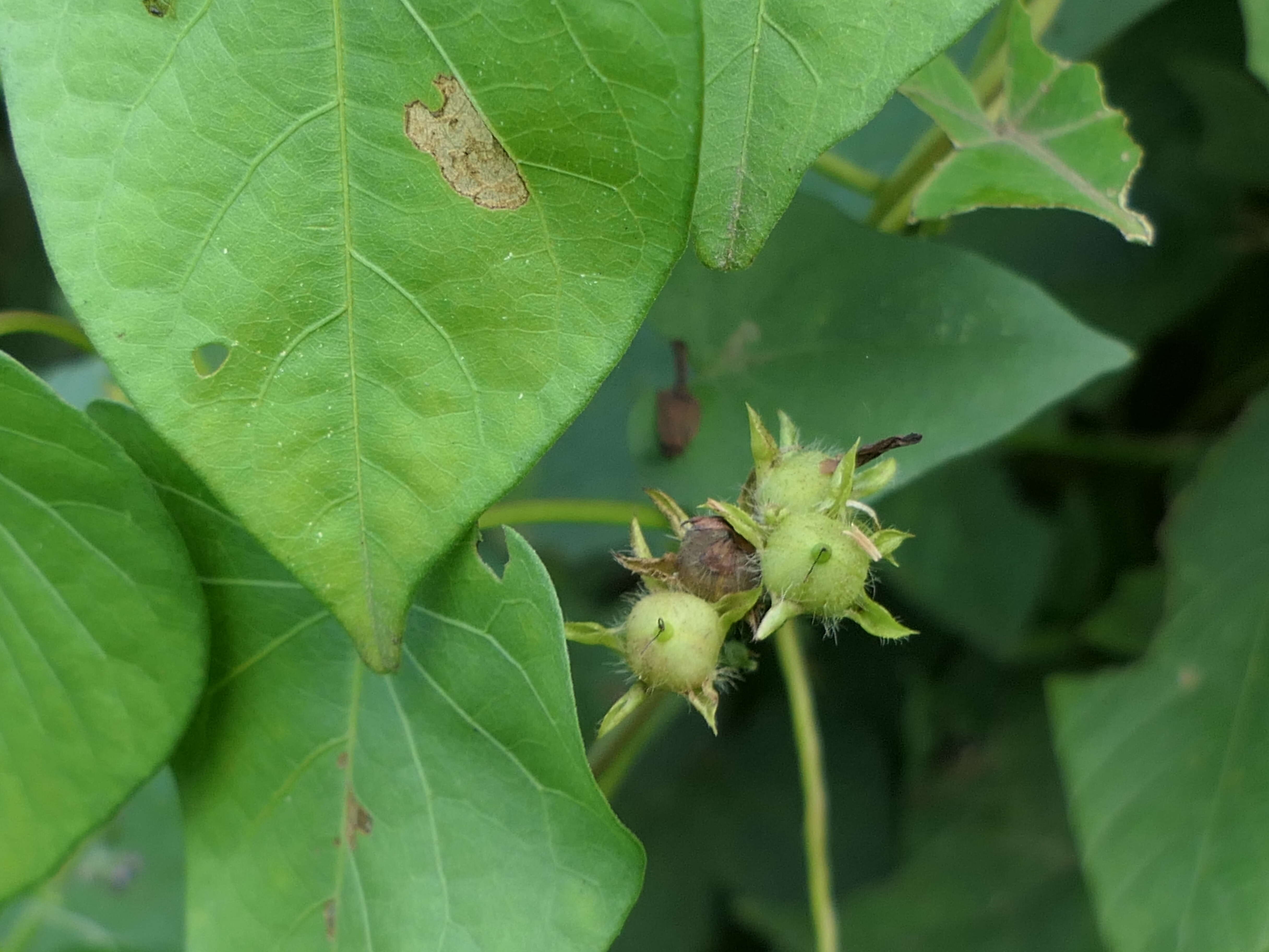 Plancia ëd Ipomoea triloba L.