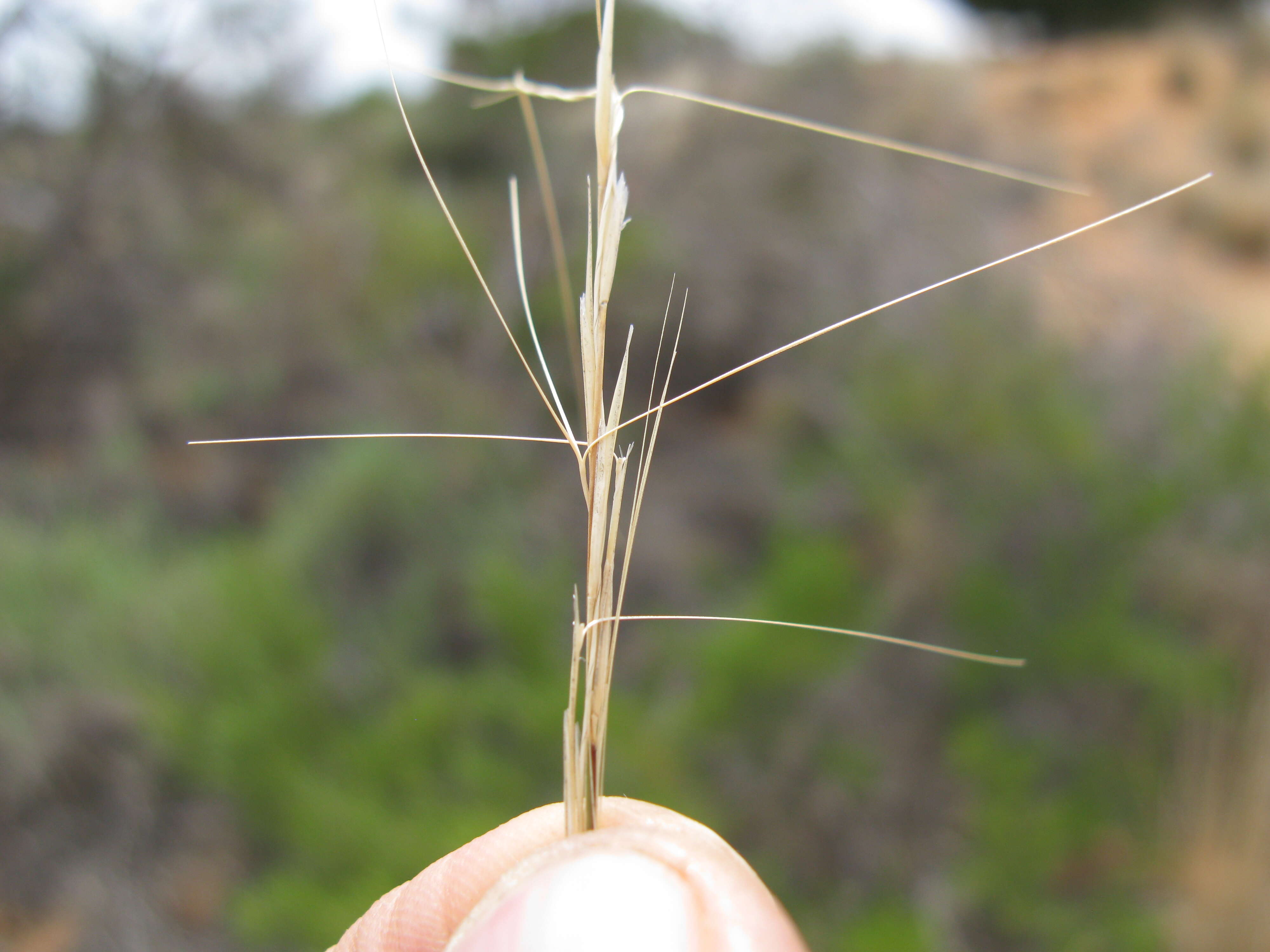 Image of bunch kerosene grass