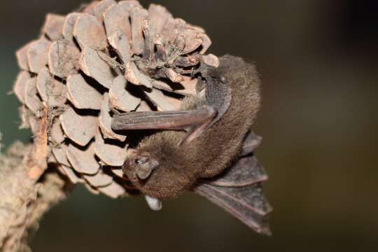 Image of least pipistrelle