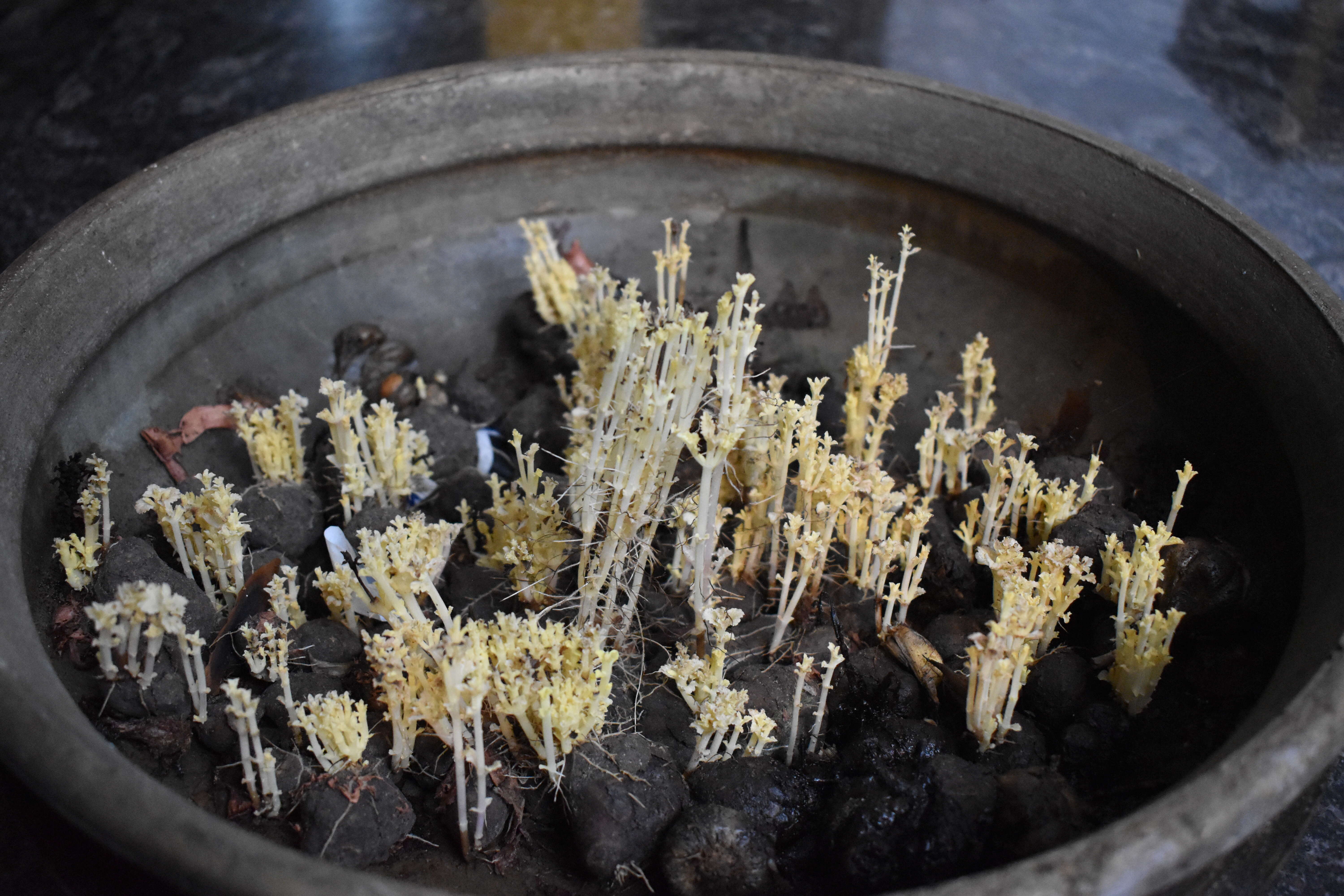 Image of hausa potato