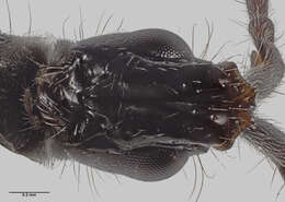 صورة Neurogalesus carinatus