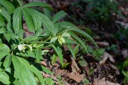 Image of Green Hellebore