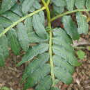 Image of Fern