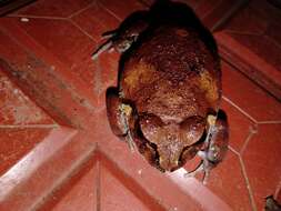 Image of Burrowing frog