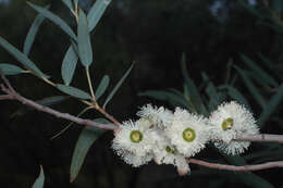 Image of Eucalyptus deuaensis D. J. Boland & P. M. Gilmour