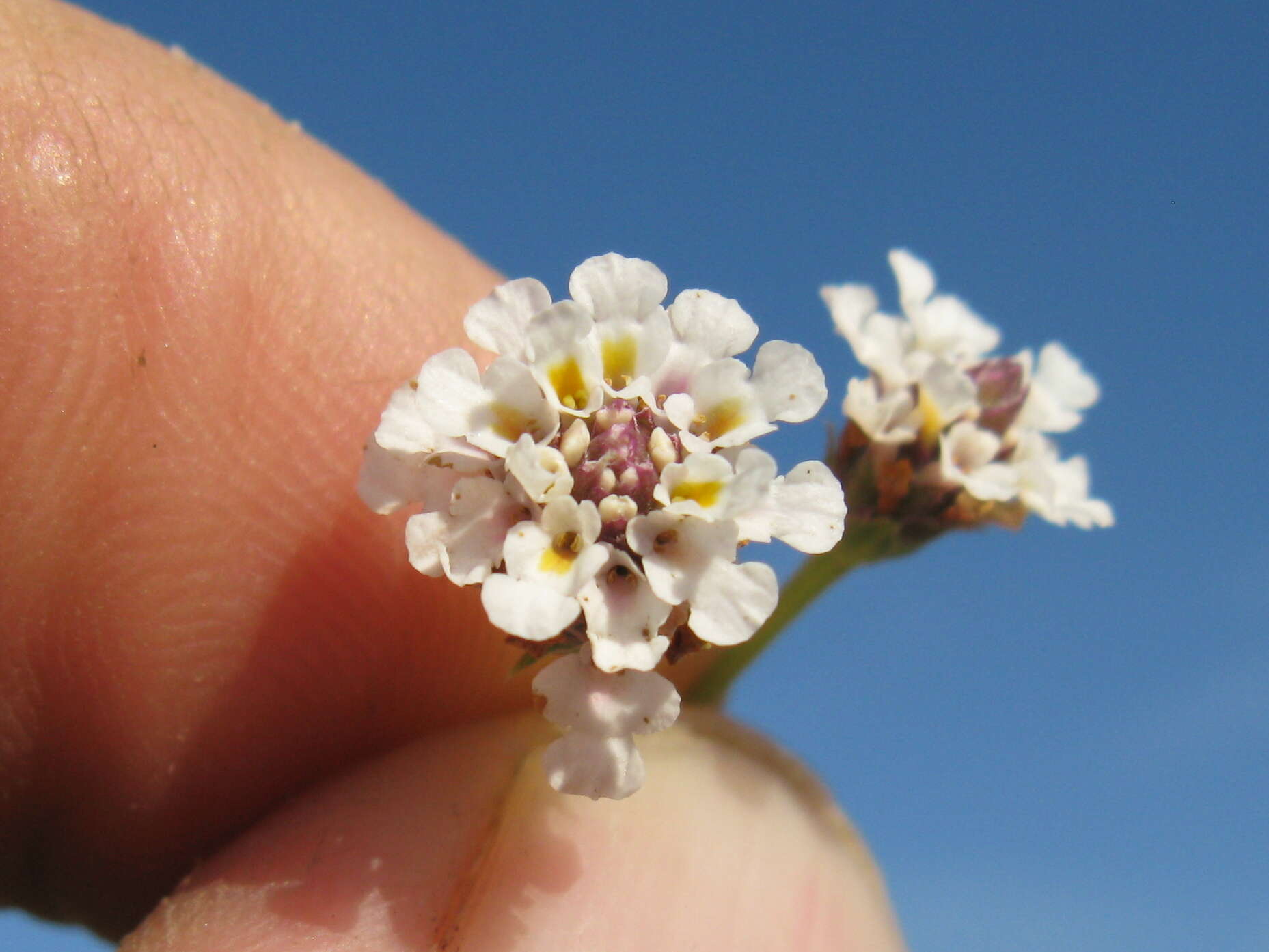 صورة Phyla nodiflora var. minor (Gillies & Hook.) N. O'Leary & Múlgura