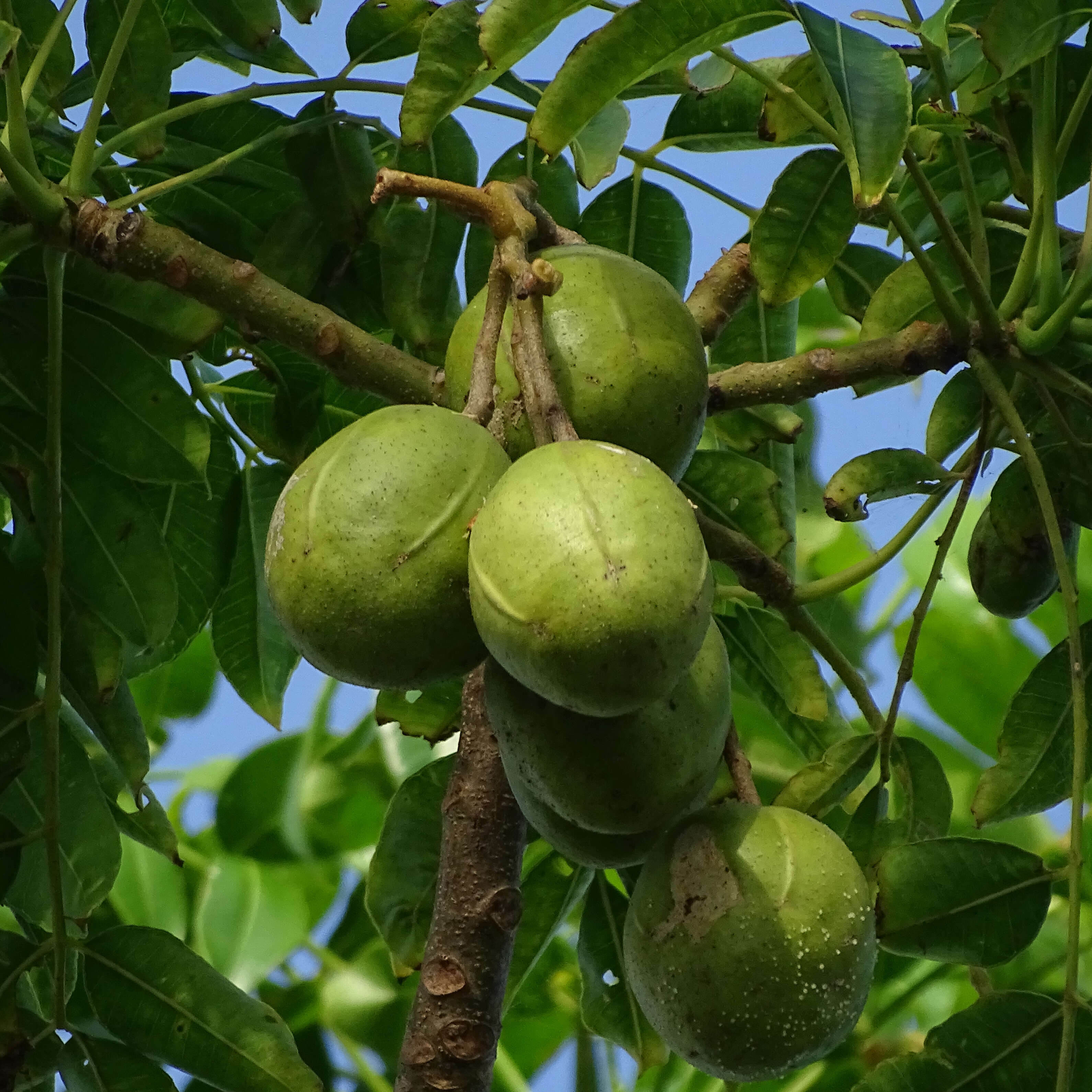 Image of Jewish plum