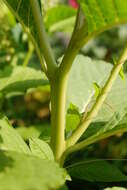 Image of Phytolacca acinosa Roxb.