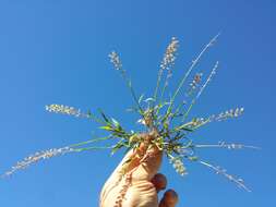 Image of stalked bur grass