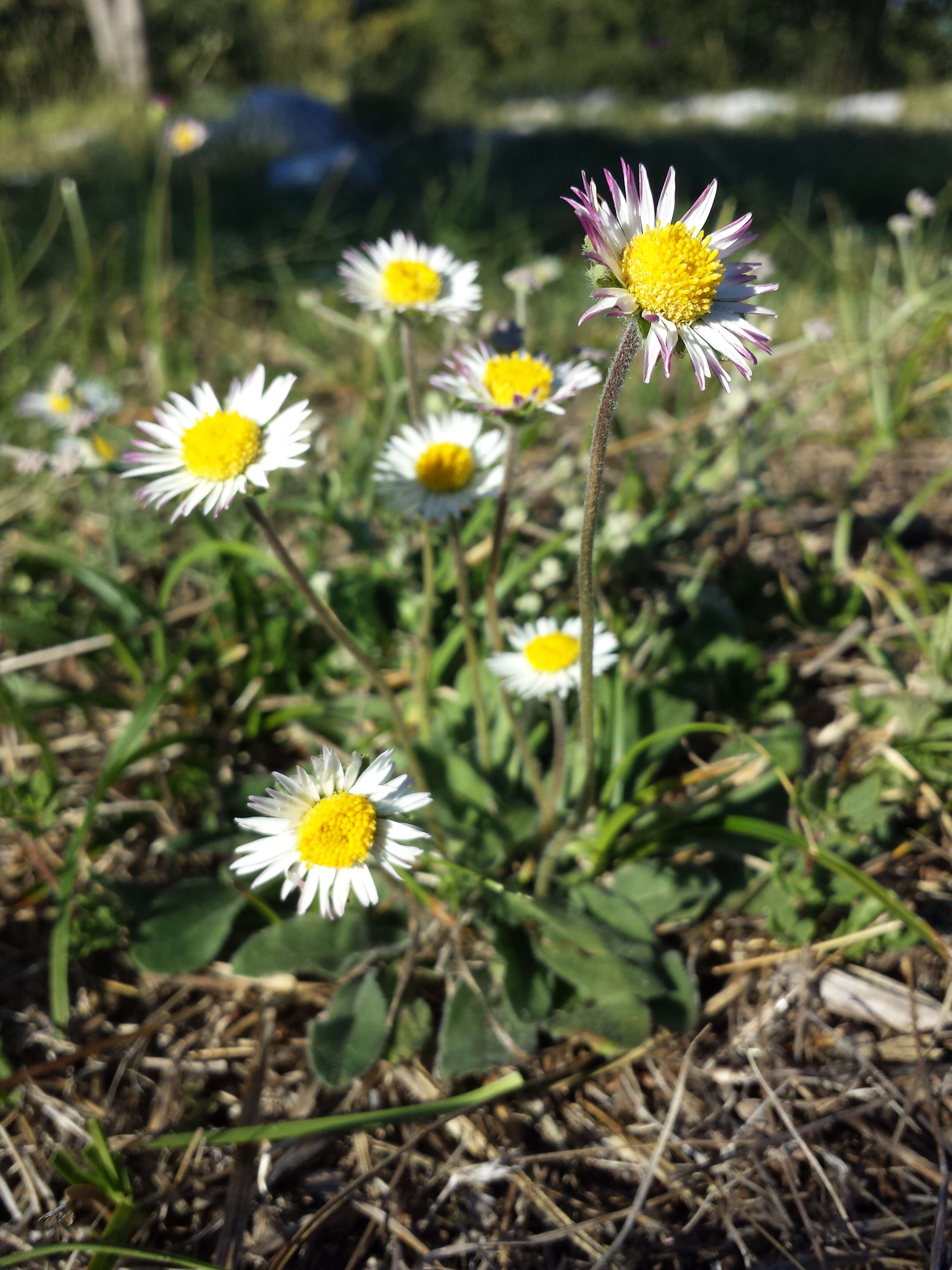 Bellis sylvestris Cyr. resmi