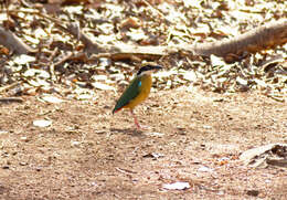 Plancia ëd Pitta brachyura (Linnaeus 1766)