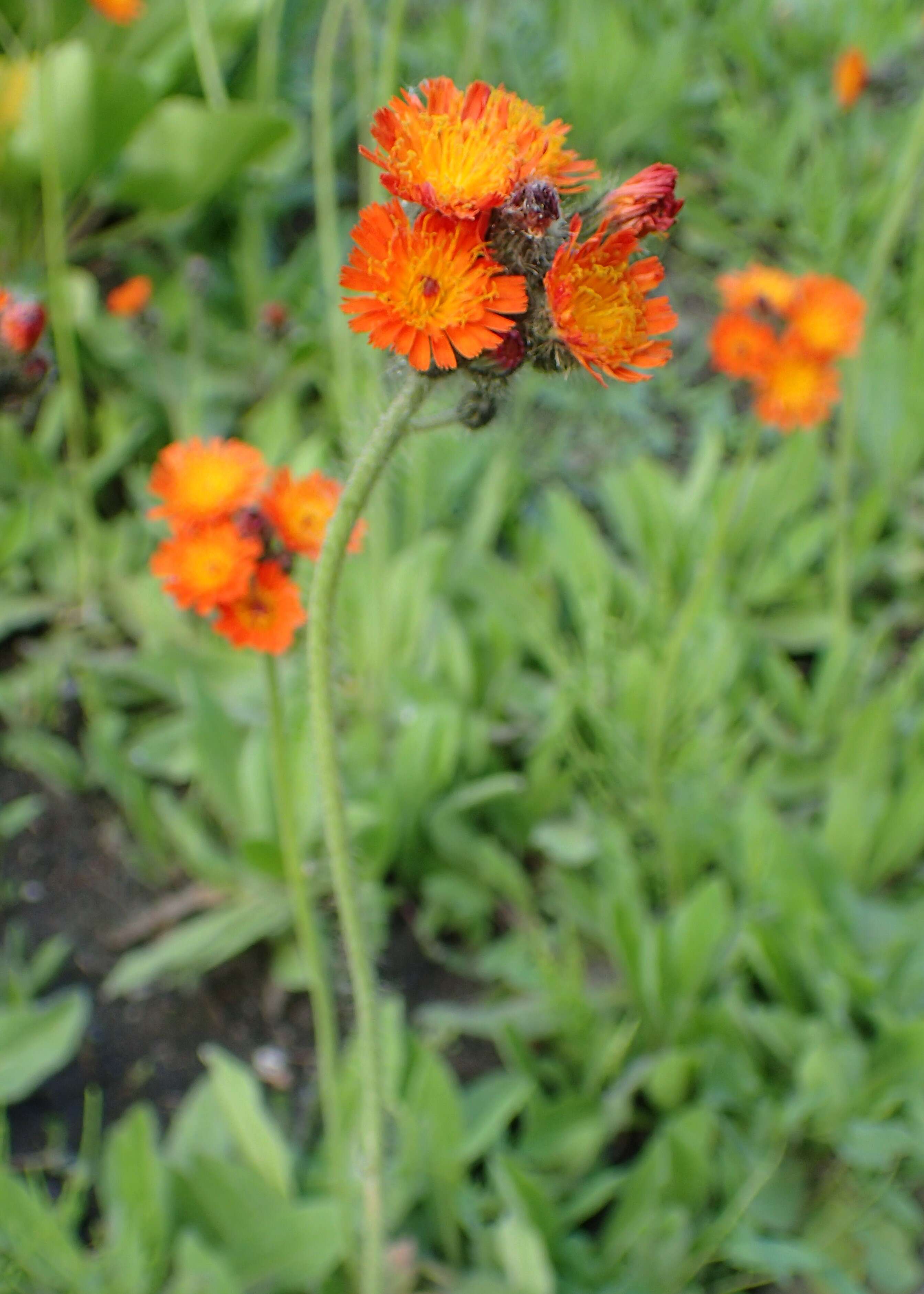 Imagem de Pilosella aurantiaca (L.) Sch. Bip., F. W. Schultz & Sch. Bip.