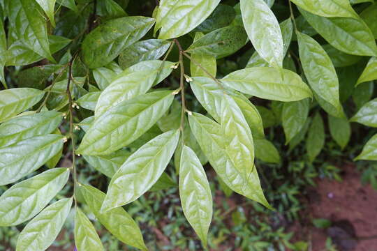 Image of Dichapetalum gelonioides (Roxb.) Engl.