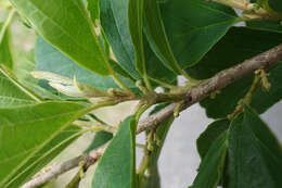 Imagem de Hamamelis vernalis Sarg.