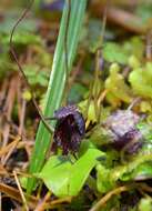 Image de Corybas iridescens Irwin & Molloy