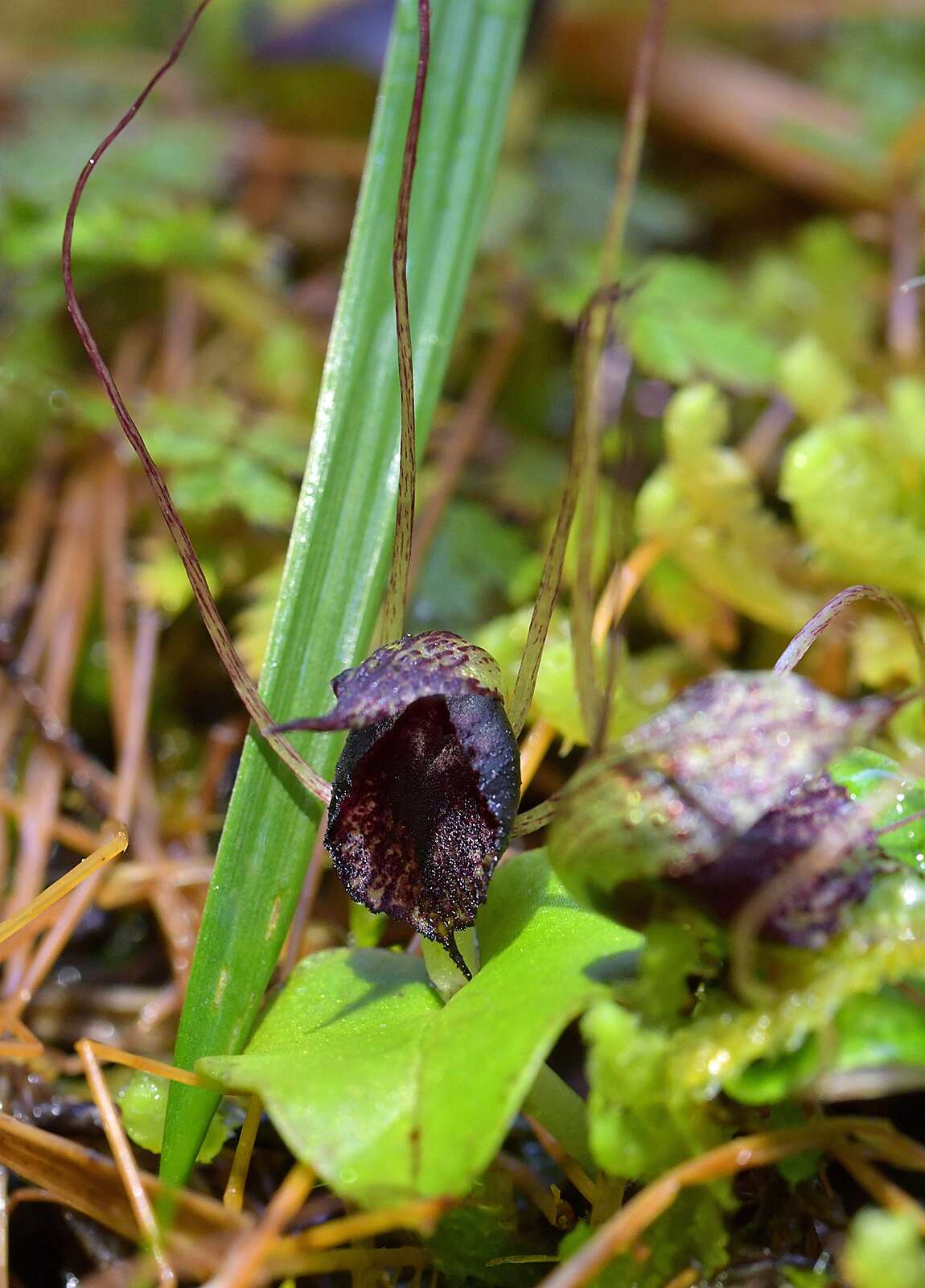 Image of Big red spider orchid