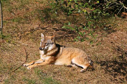 Image of gray wolf