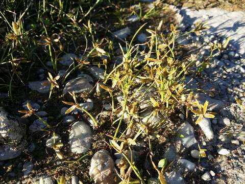 Image of Yellow Flat Sedge