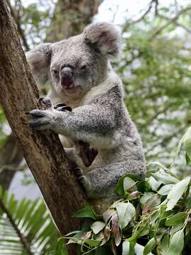 Image of koalas