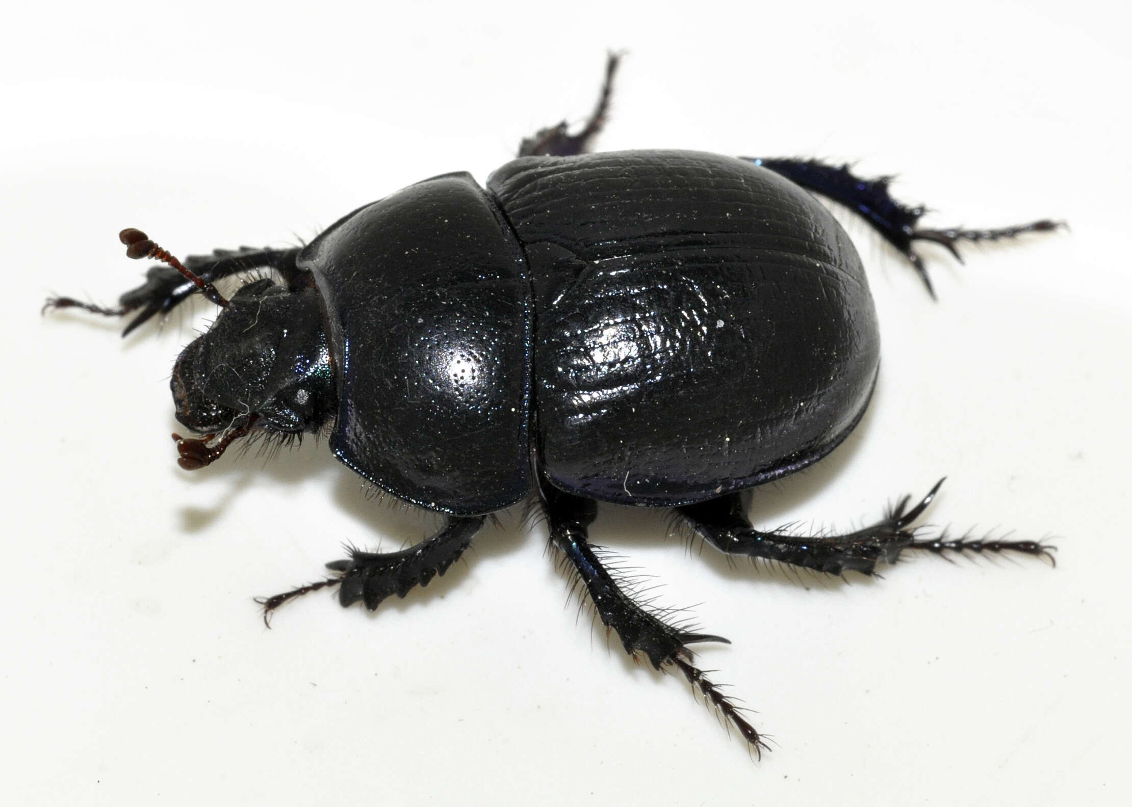 Слика од Anoplotrupes